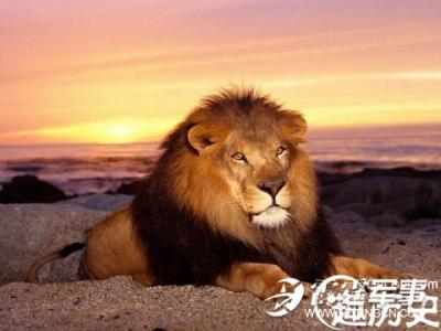 拿破仑真的说过中国 拿破仑沉睡的东方雄狮 历史的误读 拿破仑竟从未说过中国是沉睡的雄狮