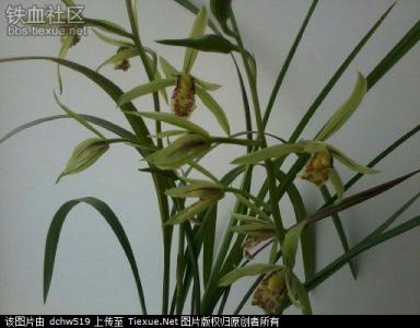 寒兰的养殖方法 北方怎样养寒兰