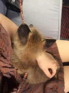 宠物驱虫药 宠物狐狸驱虫方法介绍