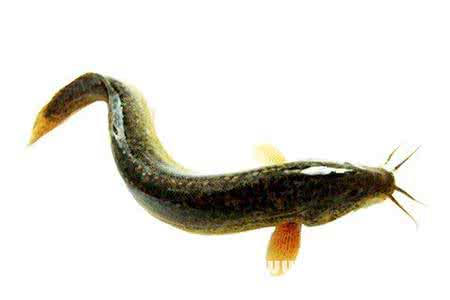 梦到泥鳅 梦见泥鳅 梦到泥鳅