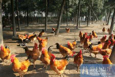 土鸡养殖成本 养殖新宠--八卦鸡