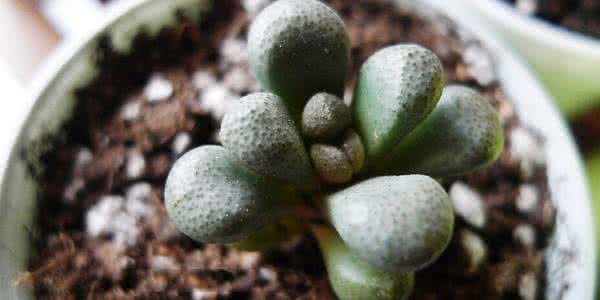 多肉植物唐扇 多肉植物唐扇的养殖方法