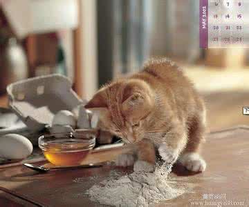 猫粮应该怎么喂 你应该用什么样的猫粮满足老龄猫健康需求