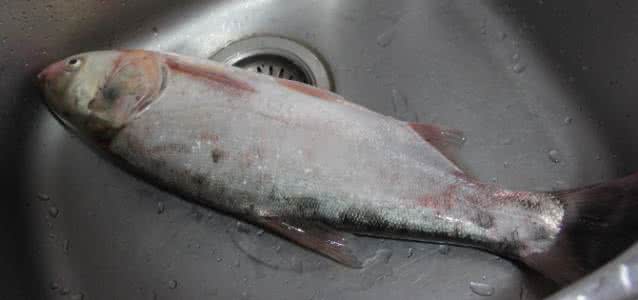 怎么去除鱼的土腥味 怎么去除鲢鱼的土腥味？