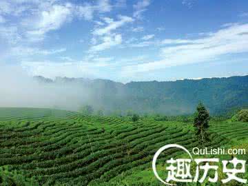 dota2珍藏极其罕见 四川茶海藏千年巨型“茶树王” 罕见20米高