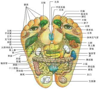 脚底对应人体器官图 腳底，是人體最大的福田！