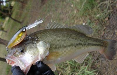 痛风验血要空腹吗 吃鱼4误区:空腹吃鱼易致痛风