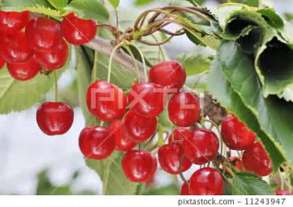 樱花姊妹 樱花和樱桃是“表姊妹”战国古墓中曾发现樱桃种子