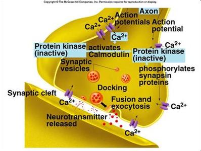 dcca细胞免疫疗法 科学家将下肢细胞转化为面部软骨组织细胞