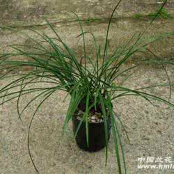 怎样促使黄杨老桩发芽 中国兰蕙网 促使兰蕙现蕾发芽具体方法