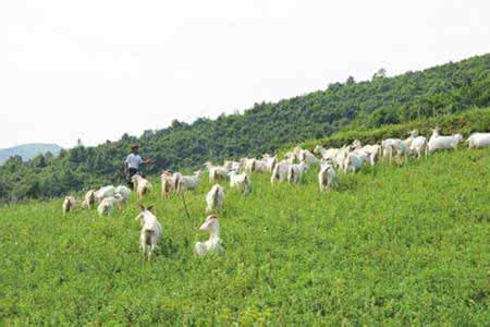 贵州山羊养殖基地 贵州白山羊