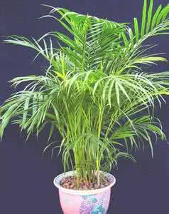 幽门螺杆菌的克星植物 室内污染的24个克星植物