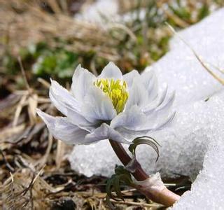 雪莲花的功效与作用 雪莲 雪莲花,雪莲花的功效与作用