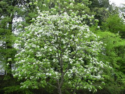 四照花树 四照花树 四照花