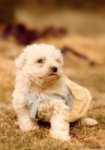 金毛幼犬一天的排便率 训练幼犬定点排便的小技巧