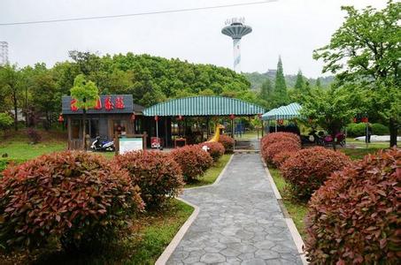 花卉种苗批发 别有韵味的花木联