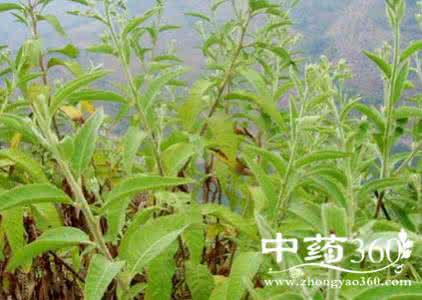 冰片的作用与功效 冰片的作用与功效 看看冰片的功效与作用图片