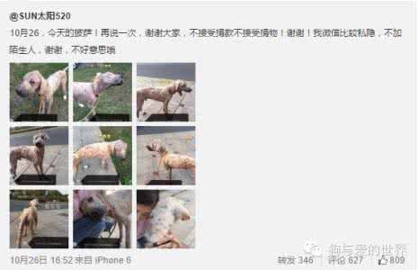 lkm杨扬视频事件始末 金毛Pizza最新状况，视频还原事件始末！