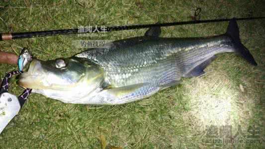 台钓夜钓翘嘴鲌 夜钓翘嘴鲌