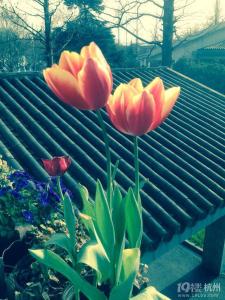 早安心语 早安心语:成长就是将你的哭声调成静音模式