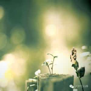 杨振宁成功的秘诀在于 成功的秘诀在于专注于生活中的志趣