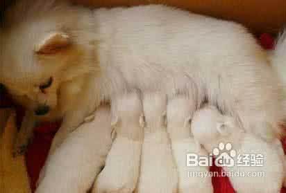 母犬妊娠 母犬妊娠期间的喂养小知识