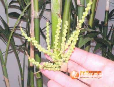 竹子开花喽喂在线试听 听竹子开花的声音... (听醉了)