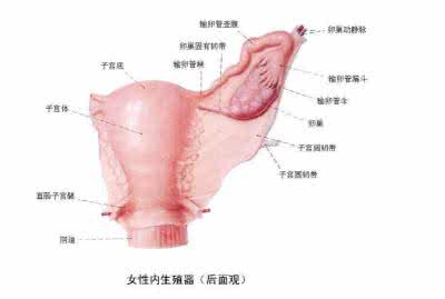 卵巢囊肿的治疗方法 卵巢囊肿的治疗方法 囊肿的三种治疗方法