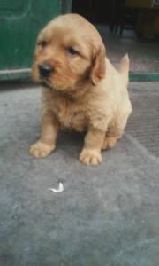 两个月金毛吃多少狗粮 两个月金毛吃多少狗粮 两个月金毛狗粮泡吗?