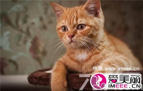 被猫抓伤会得狂犬病吗 被猫抓伤会得狂犬病吗 猫如何得狂犬病？