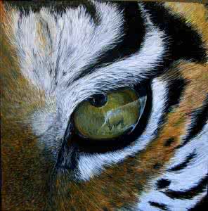 动物的眼睛图片 动物的眼睛(图)