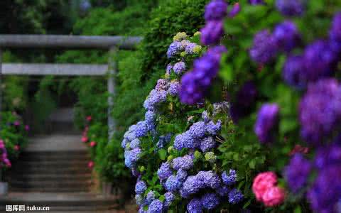 紫阳花种植 紫阳花 【紫阳花的种植】紫阳花怎么种