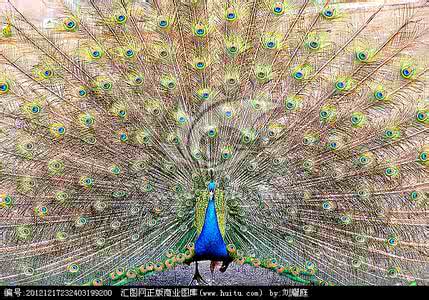 孔雀开屏 孔雀开屏怎么写？