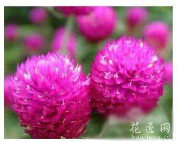 千日红花茶 千日红花茶的功效及其泡法