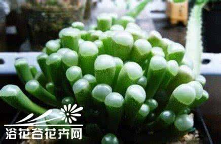 五十铃玉多肉的养护 五十铃玉（Fenestraria aurantiaca）基本养护