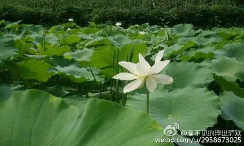 夕阳西下 每日一言丨不要等夕阳西下的时候才对自己说,想当初、如果、要是,之类的话…