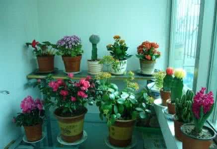 养花有机肥 家庭养花种草，您可以自己制作高效的有机肥