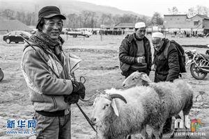 摄影师牙叔 西北牲畜市场实拍：摄影师揭开古老“牙行”交易内幕