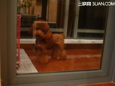 养猫如何预防弓形虫 如何预防宠物狗弓形虫