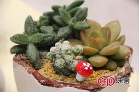 多肉植物春天怎么养 邂逅春天新宠：铝盆多肉植物