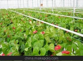 无土育苗基质 苗木花卉无土育苗方法介绍