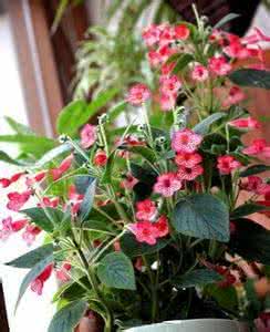 cad2014序列号和密钥 密序野古草