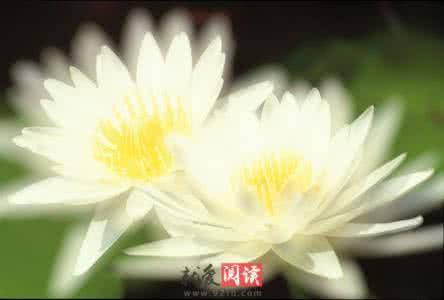 莲花的象征意义 莲花的象征意义 莲花的象征意义 莲花的特点