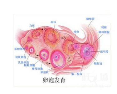 卵泡大不排是什么原因 不排卵泡到底是什么原因？