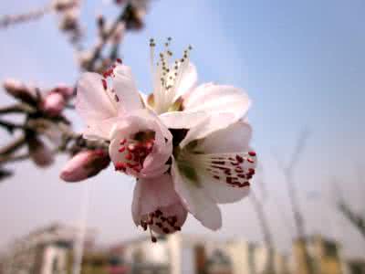 春天为你读诗 凋零的是花,不是春天 | 马晓波为你读诗 · 第1063期