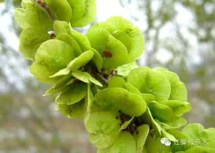 野菜餐厅 知识库 | 这些野菜随处可挖，餐厅为什么不用？