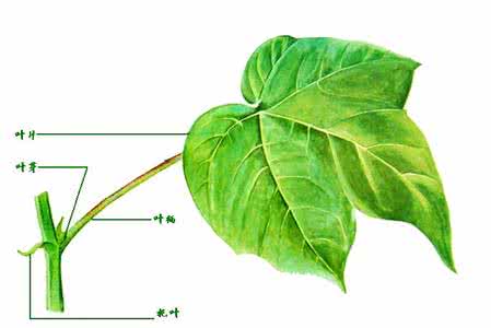 生物化学名词解释 生物 生物名词解释