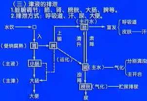 中医基础五脏 中医基础/水液代谢与五脏调节