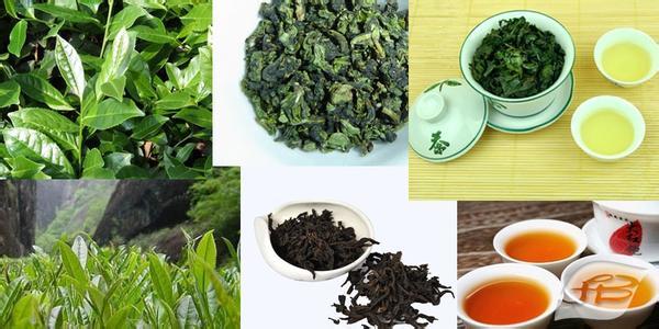 铁观音和乌龙茶的区别 乌龙茶和铁观音的区别 白茶与铁观音的区别之处