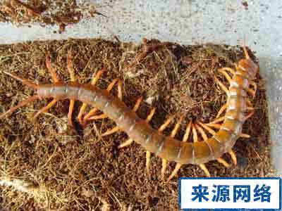 蜈蚣咬伤 中医 被蜈蚣咬伤民间偏方可治 - 中医中药秘方网